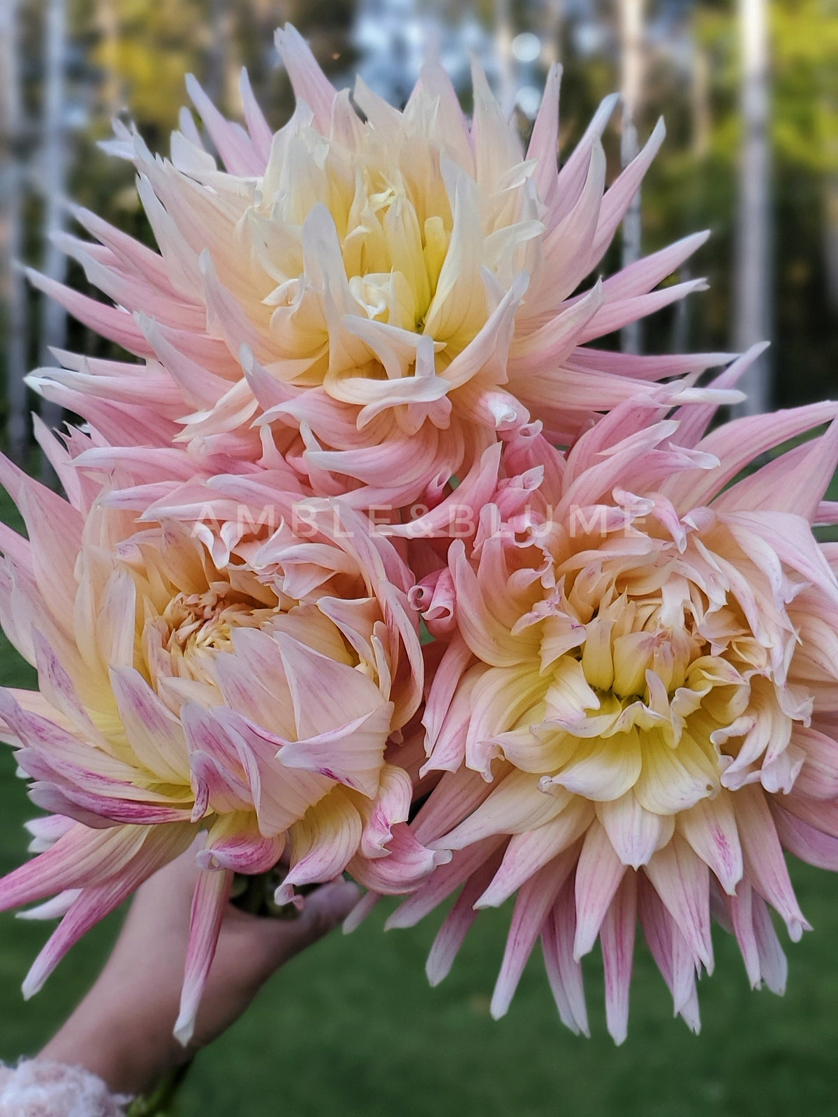 Dahlia Hollyhill Moonsong