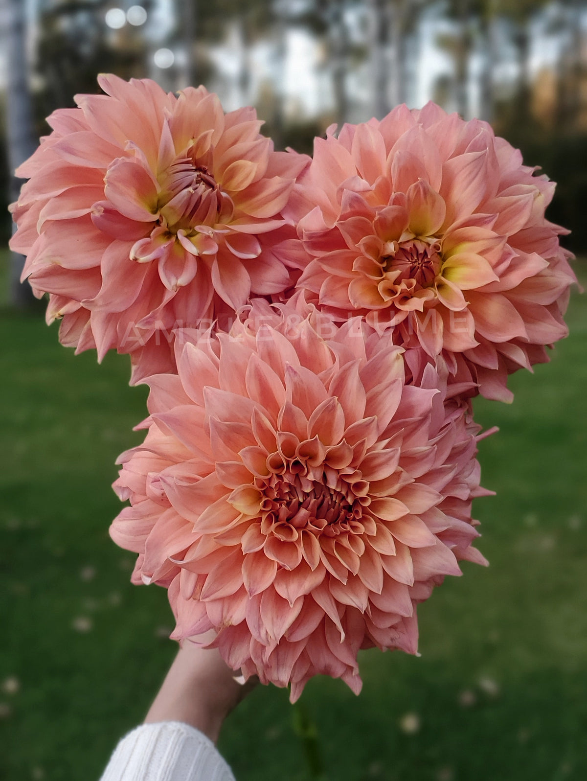 Dahlia Hapet Spartan