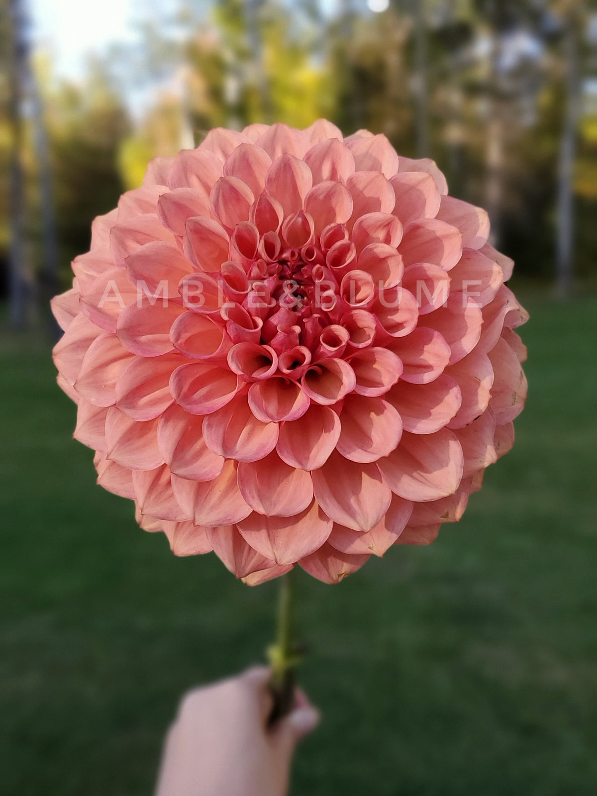 Dahlia RM Glenny Penny