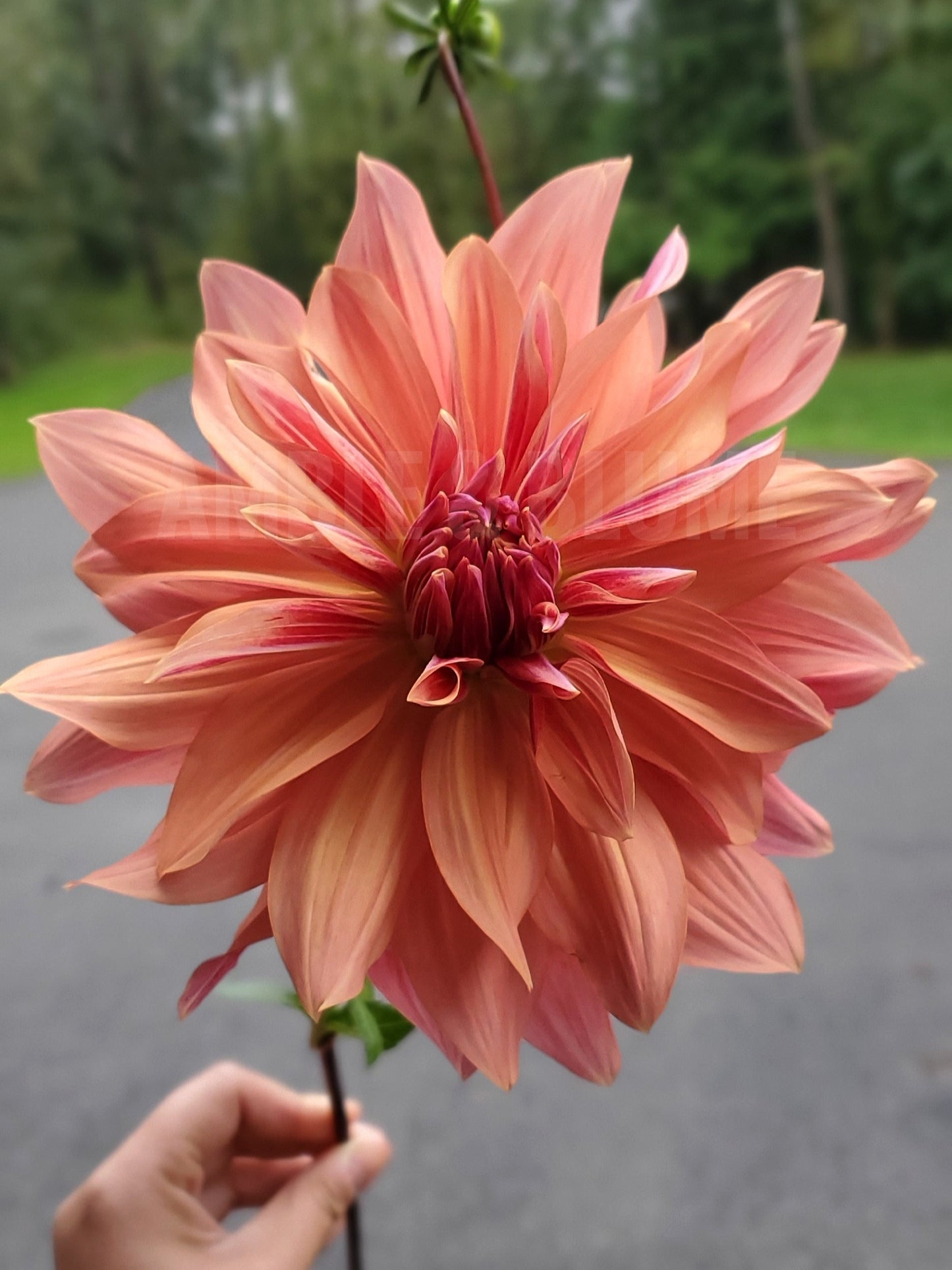 Dahlia Andy's Legacy