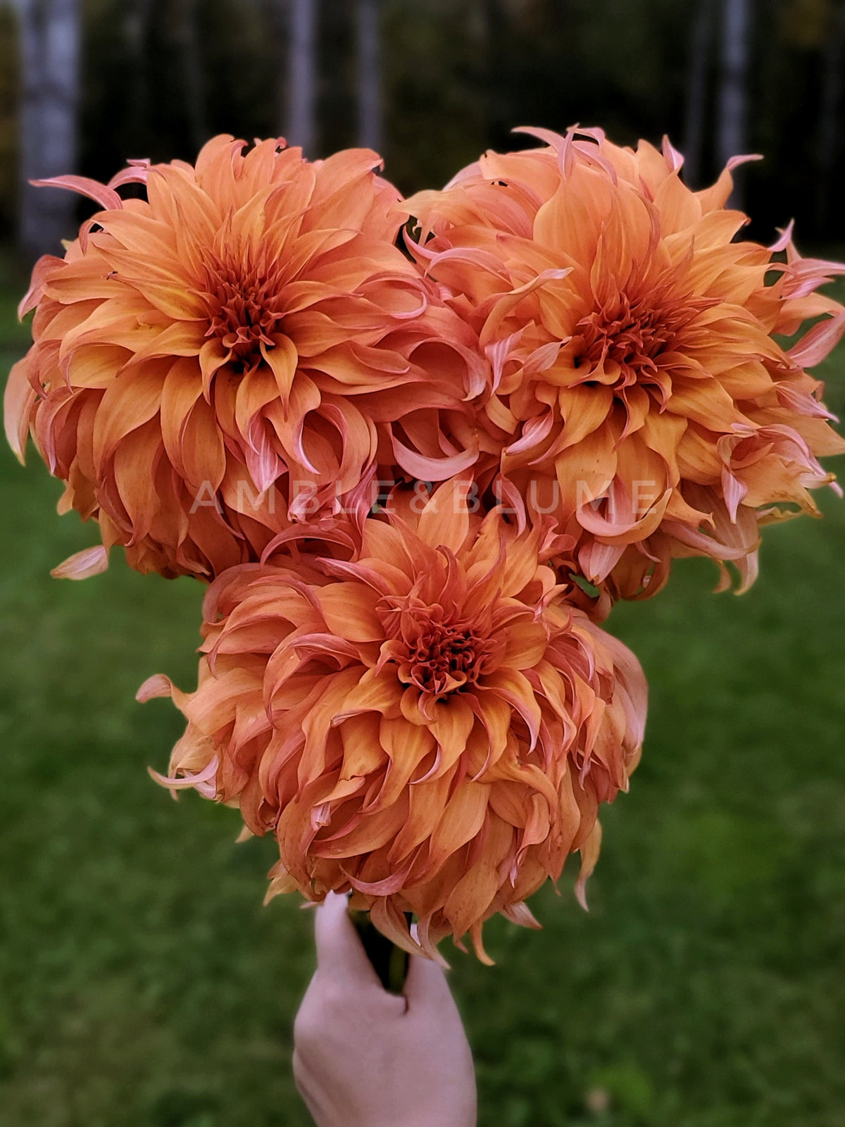 Dahlia Bloomquist Jean