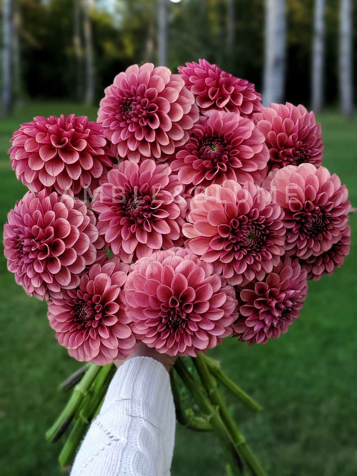 Dahlia Levi's Blood Moon