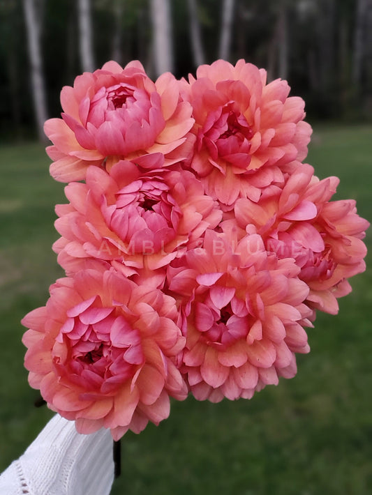 Dahlia Cheerleader