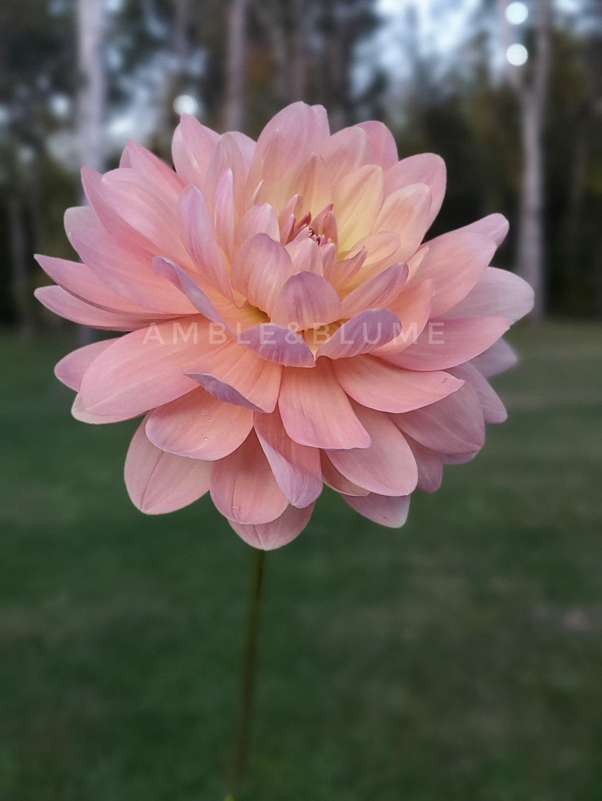 Dahlia Chimicum Cathleen