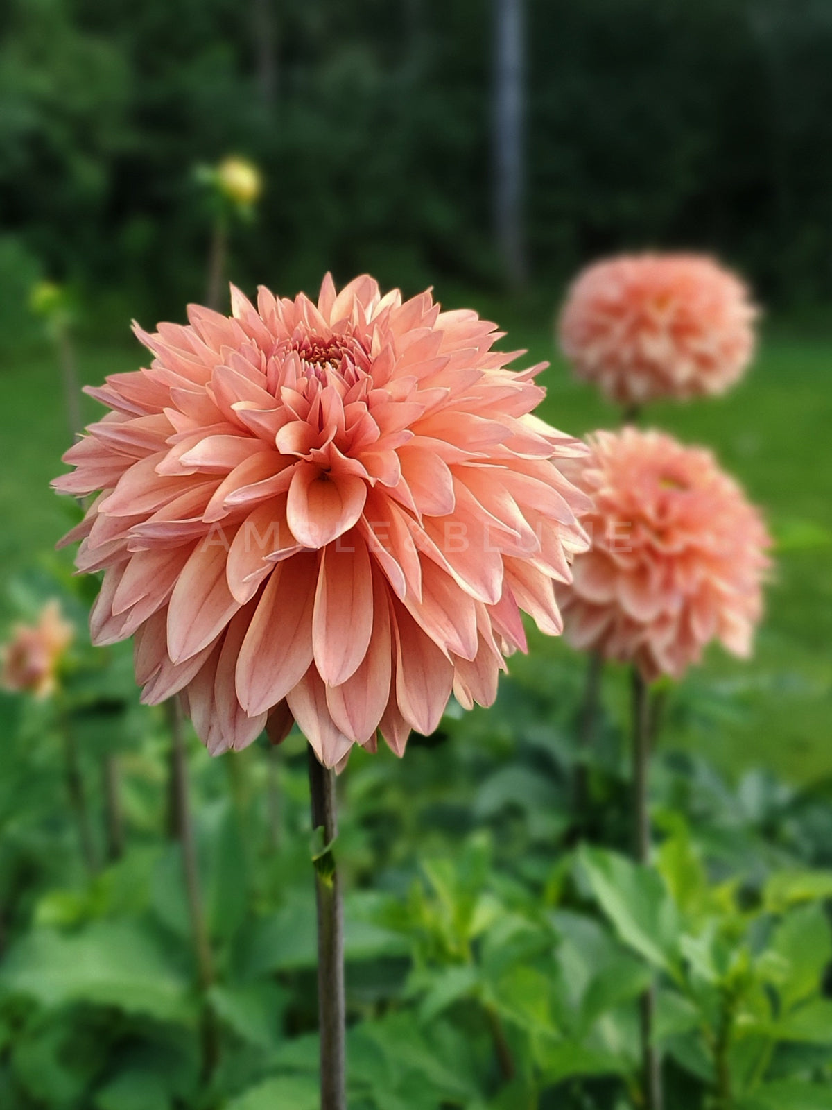 Dahlia Verrone's 14-30