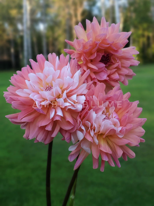 Dahlia Annie Bannanie