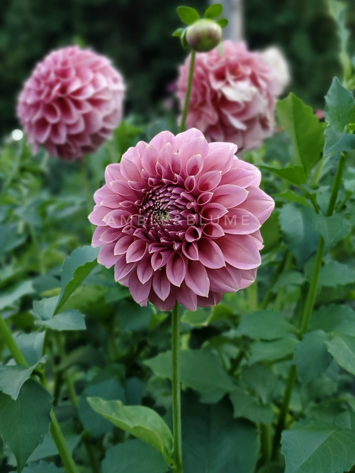 Dahlia Lee's Mauva Guava