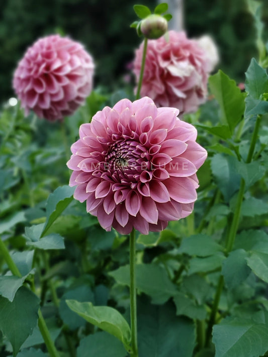 Dahlia Lee's Mauva Guava
