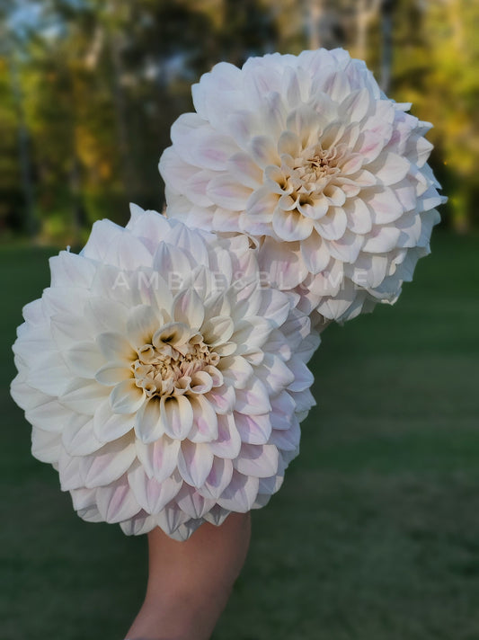 Dahlia Coconut Ice