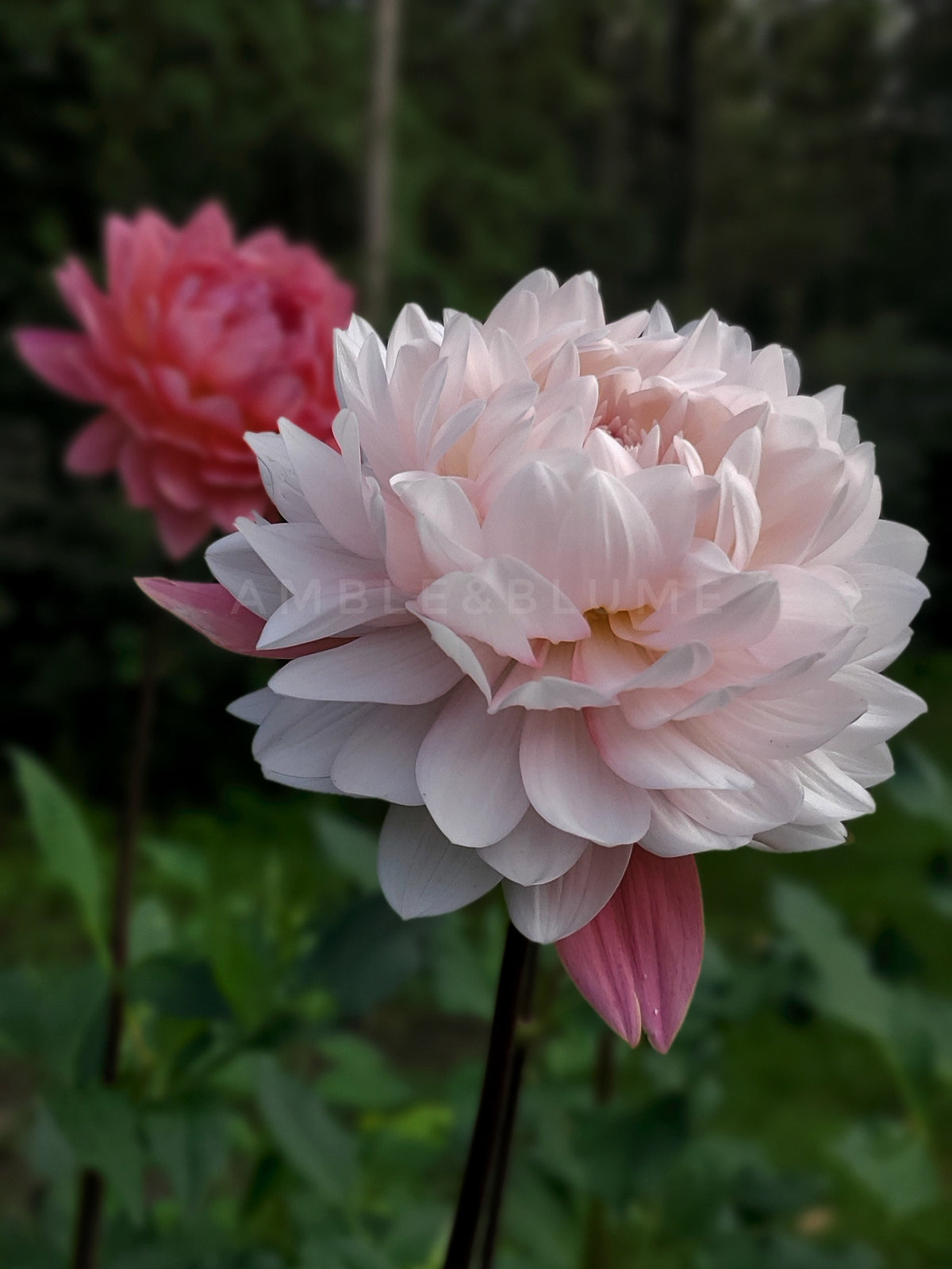 Dahlia Annie Bannanie