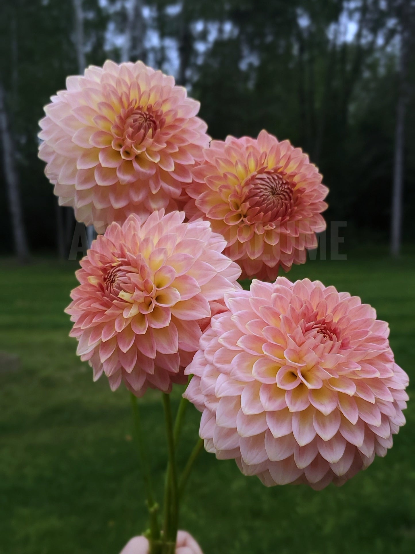 Dahlia Oreti Adele