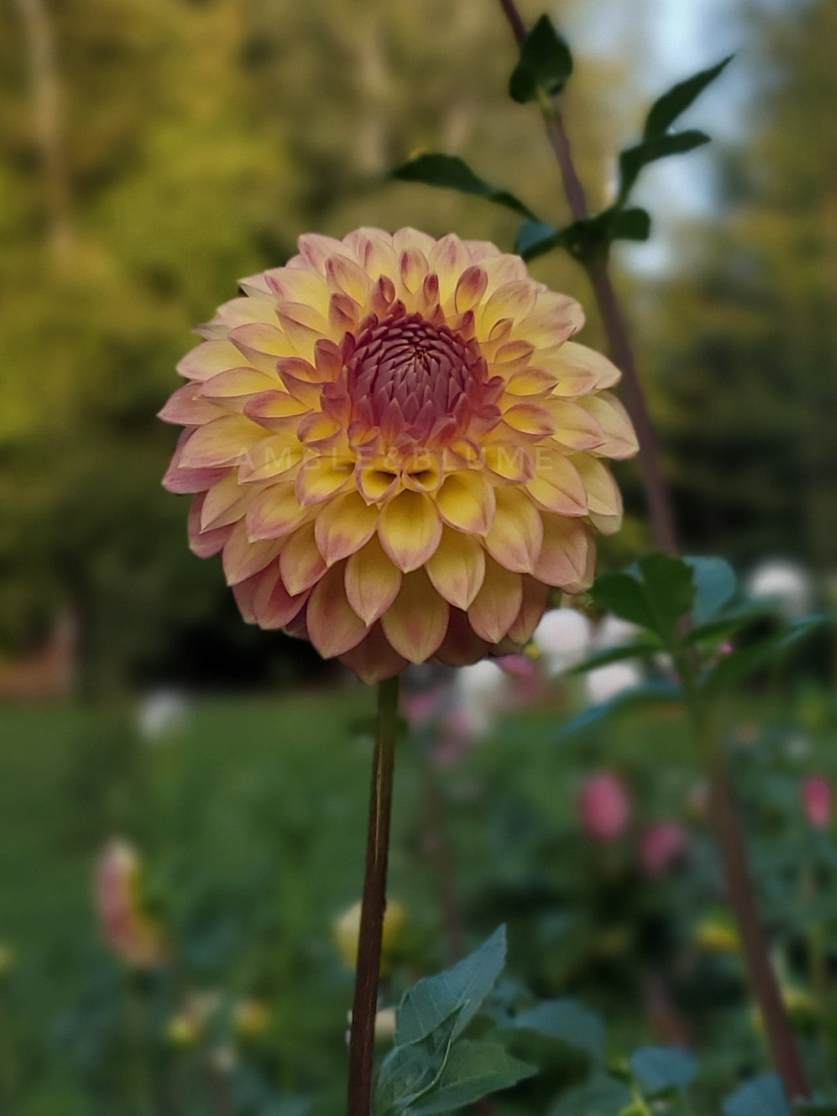 Dahlia Formby Louisa