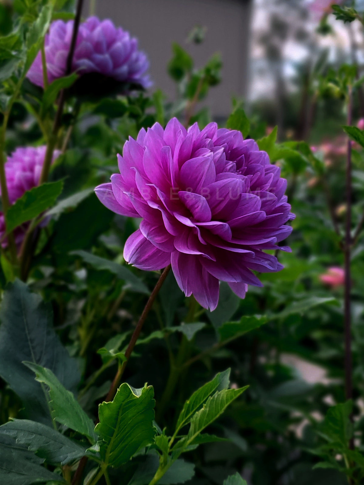 Dahlia Kari Blue
