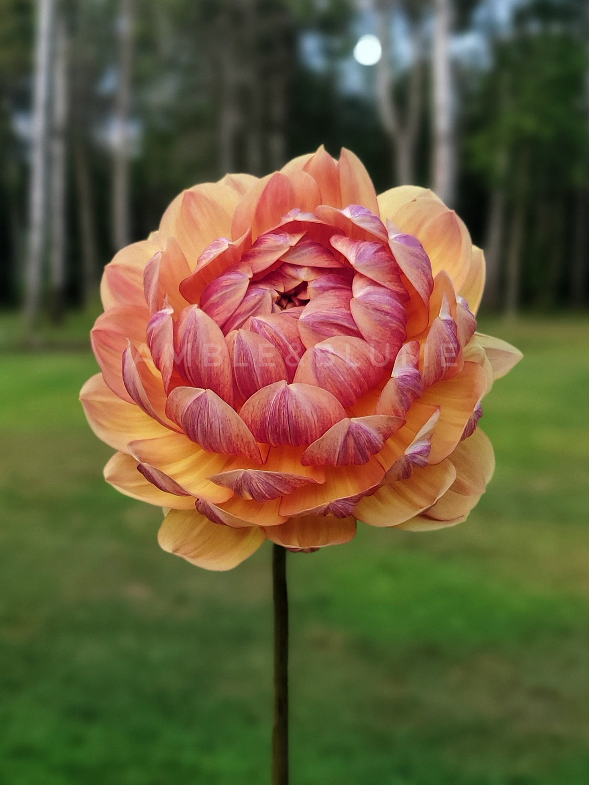 Dahlia Hollyhill Golden Glow
