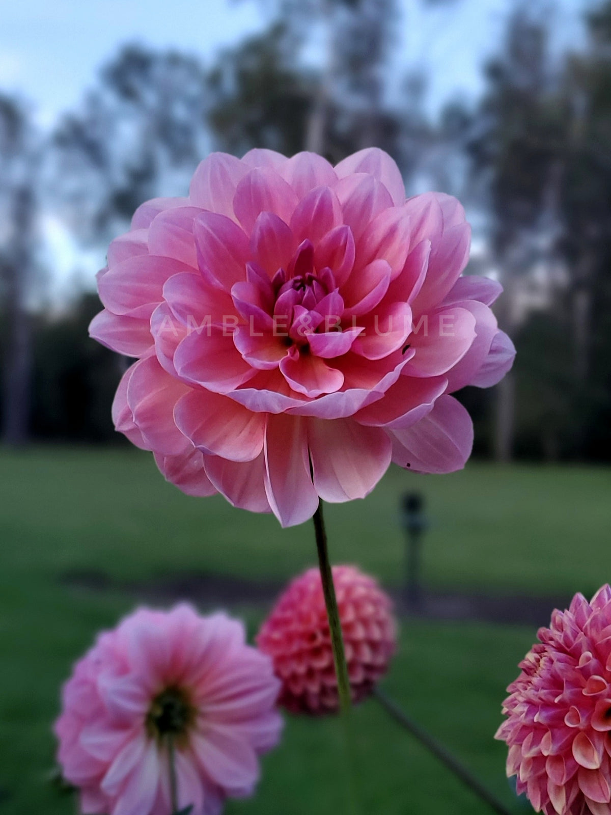 Dahlia Sandia Rose