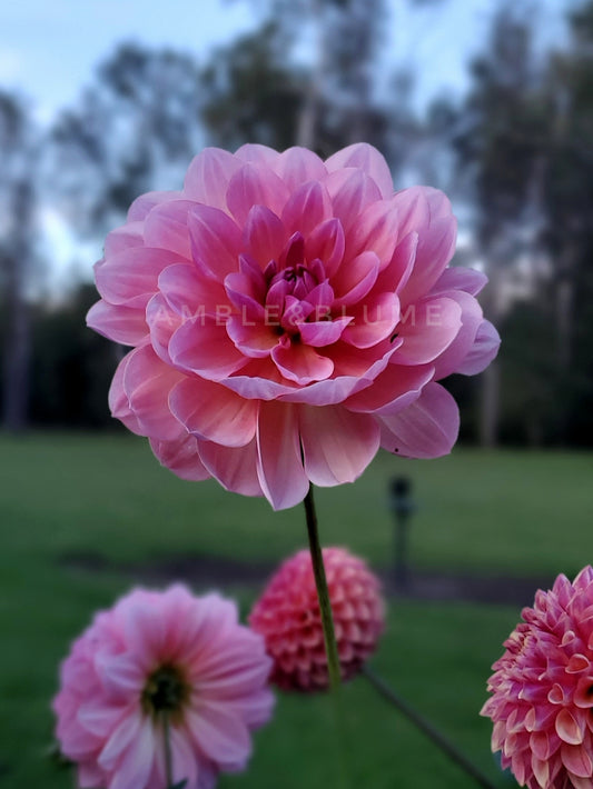Dahlia Sandia Rose