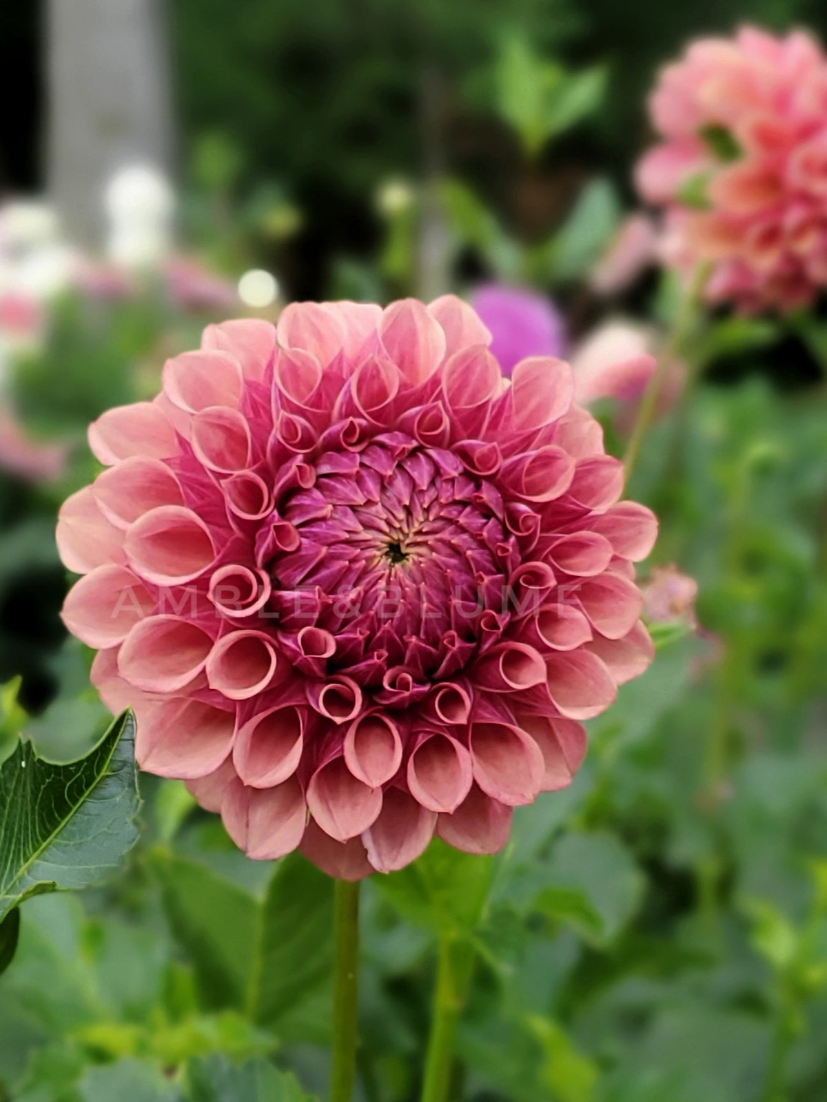 Dahlia Burfoot Desert Rose